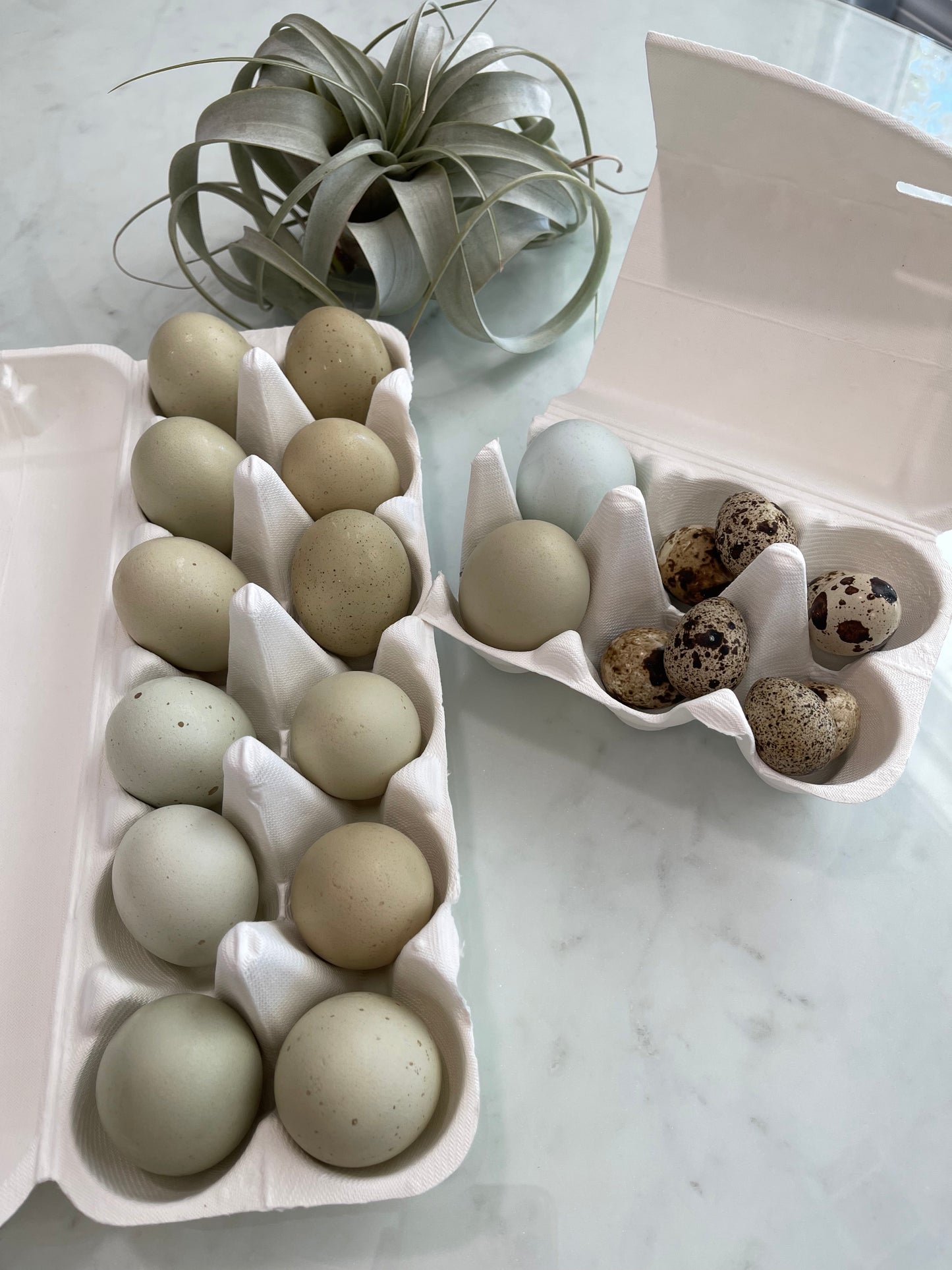 Farm Fresh Eggs