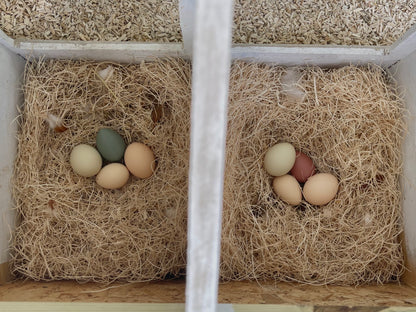 Nesting Box Fake Eggs